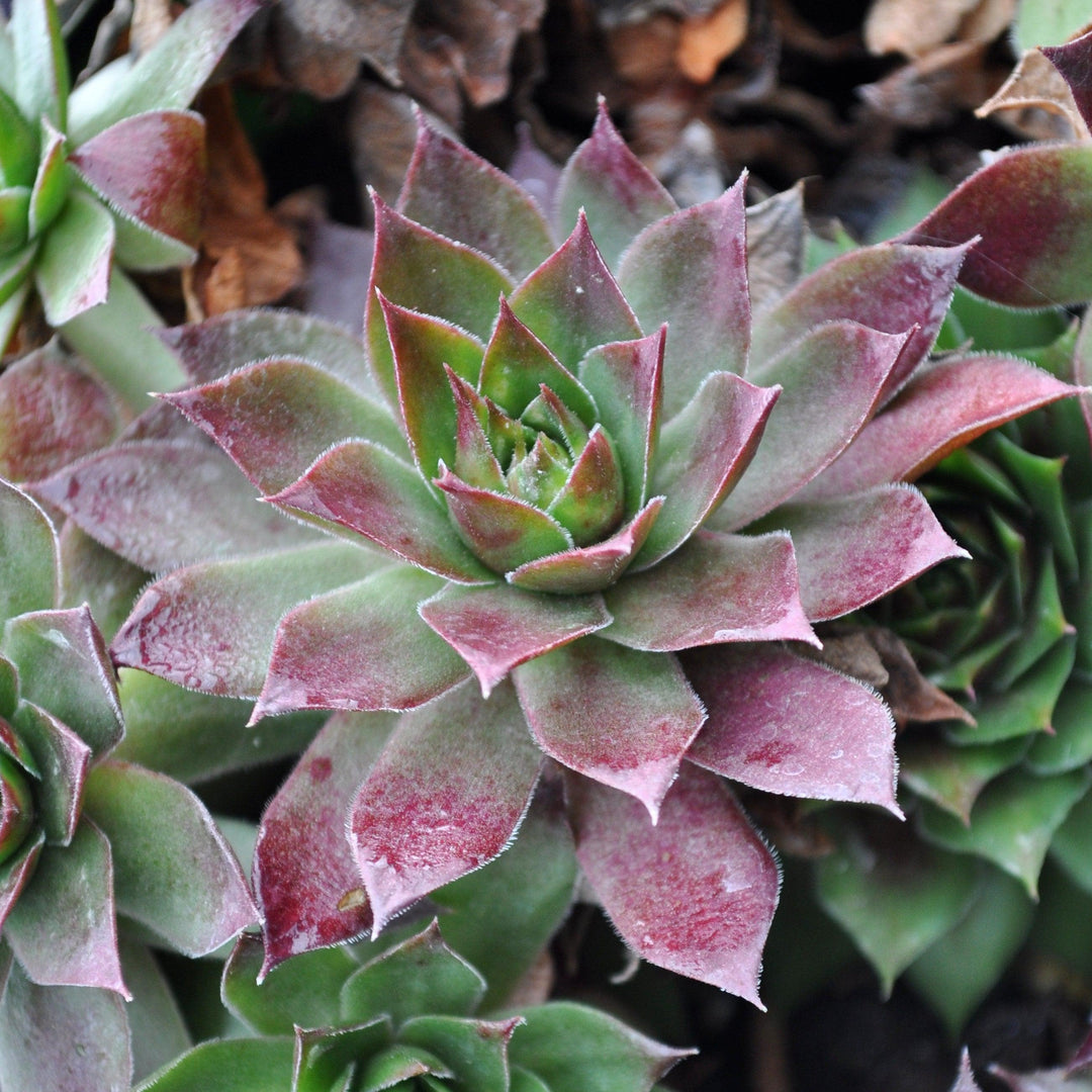 Sempervivum 'Black' ~ Black Echeveria, Hens and Chicks-ServeScape
