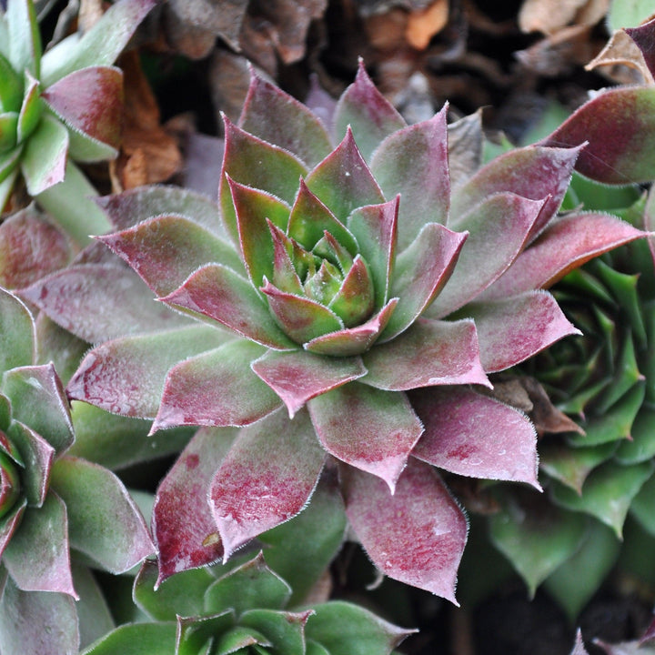 Sempervivum 'Black' ~ Black Echeveria, Hens and Chicks-ServeScape