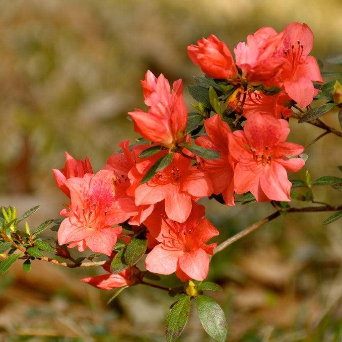 Azalea x 'Macrantha Orange' ~ Macrantha Orange Azalea-ServeScape