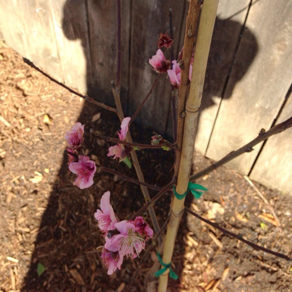 Prunus persica 'La Feliciana' ~ La Feliciana Peach-ServeScape