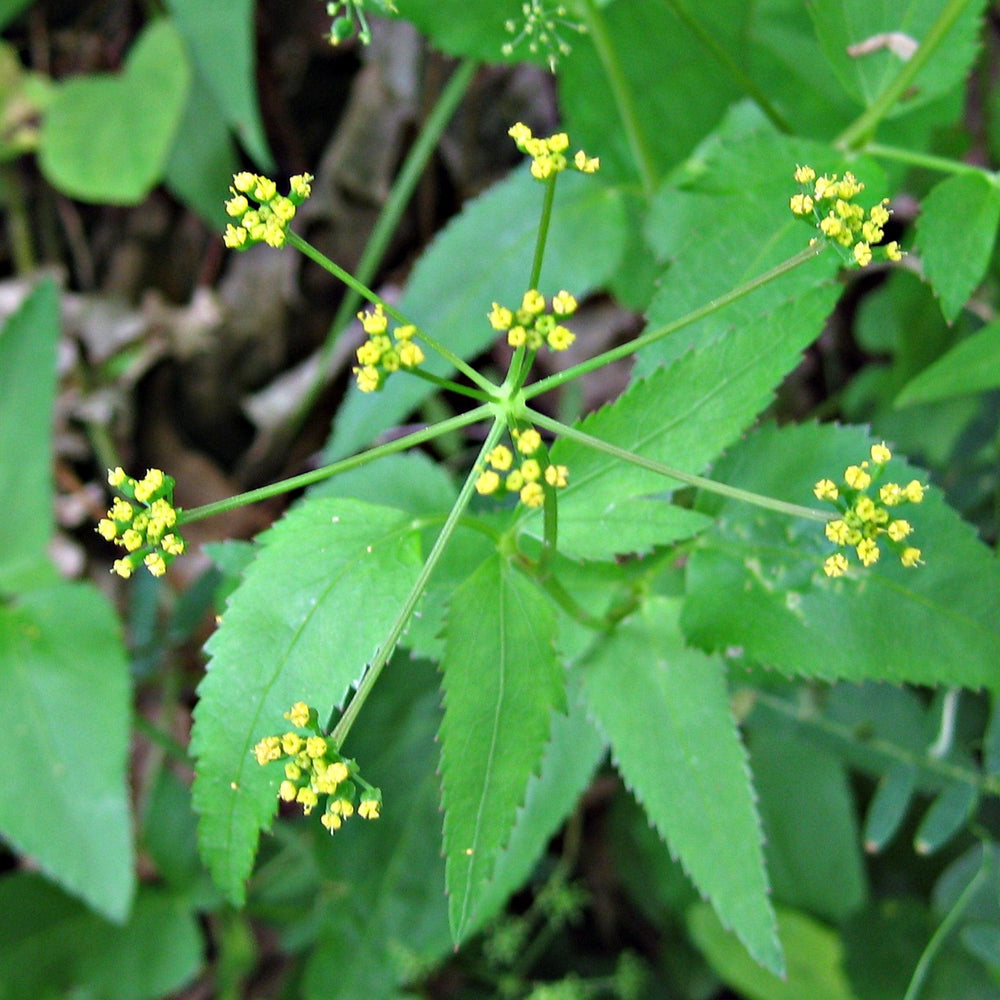 Thaspium trifoliatum ~ Meadow Parsnip-ServeScape