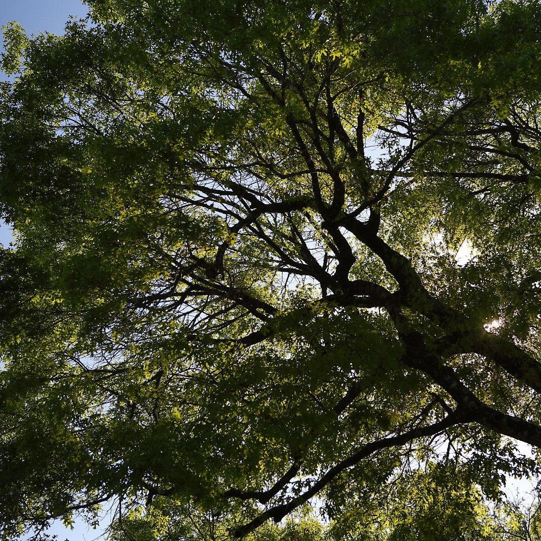Carya 'Elliot' ~ Elliot Pecan-ServeScape