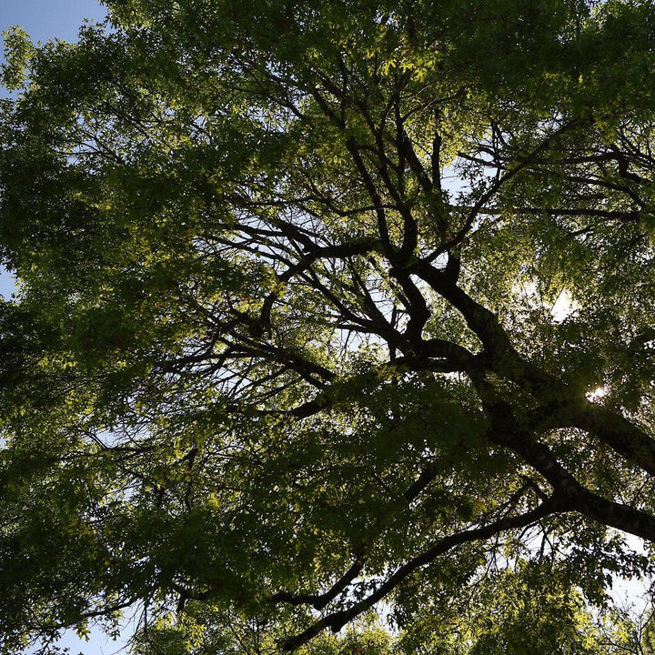 Carya 'Elliot' ~ Elliot Pecan-ServeScape
