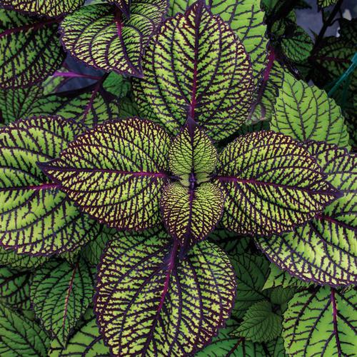 Solenostemon scutellarioides ‘Fishnet Stockings’ ~ Fishnet Stockings Coleus-ServeScape
