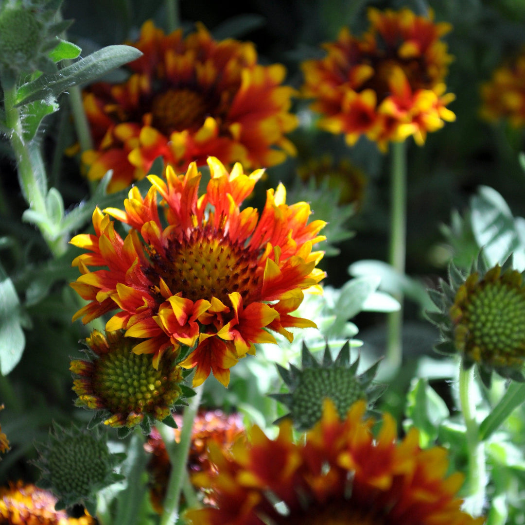 Gaillardia 'Copper Sun' ~ Spintop™ Copper Sun Blanket Flower-ServeScape