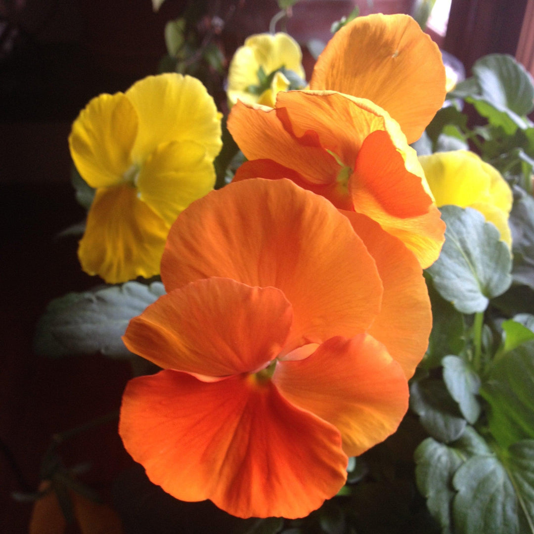 Viola x wittrockiana 'Premier Citrus Mix' ~ Premier Citrus Mix Pansy-ServeScape