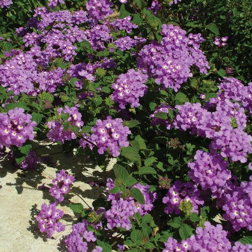 Lantana montevidensis 'Robpwpur' PP19,357 ~ PW® Luscious® Grape Lantana-ServeScape