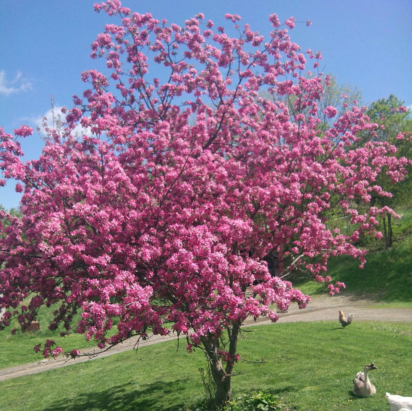 Malus x 'Robinson' ~ Robinson Crabapple-ServeScape
