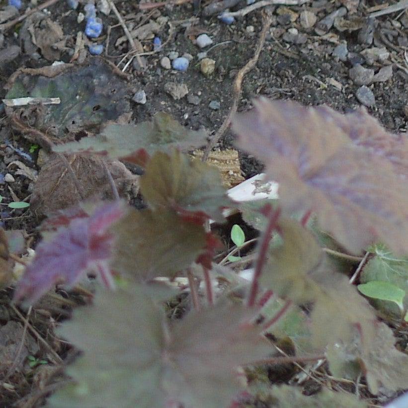 Heuchera villosa 'Binoche' ~ Bincohe Coral Bells, Heuchera-ServeScape