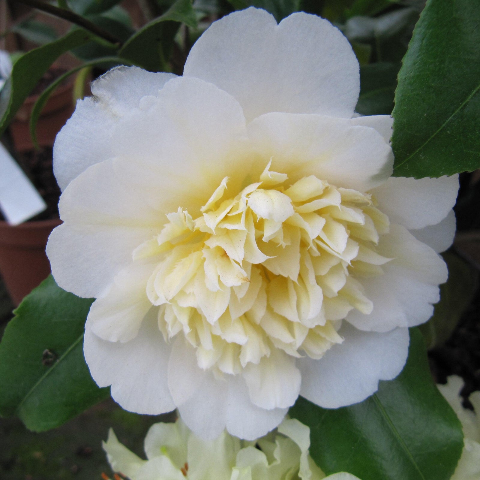 Camellia japonica 'Brushfields Yellow' ~ Brushfields Yellow Camellia-ServeScape