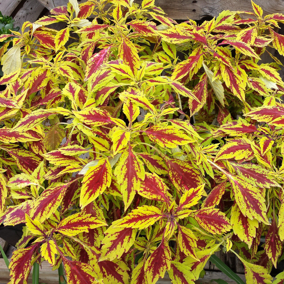 Solenostemon scutellarioides 'Pineapple Splash’ ~ Pineapple Splash Coleus-ServeScape