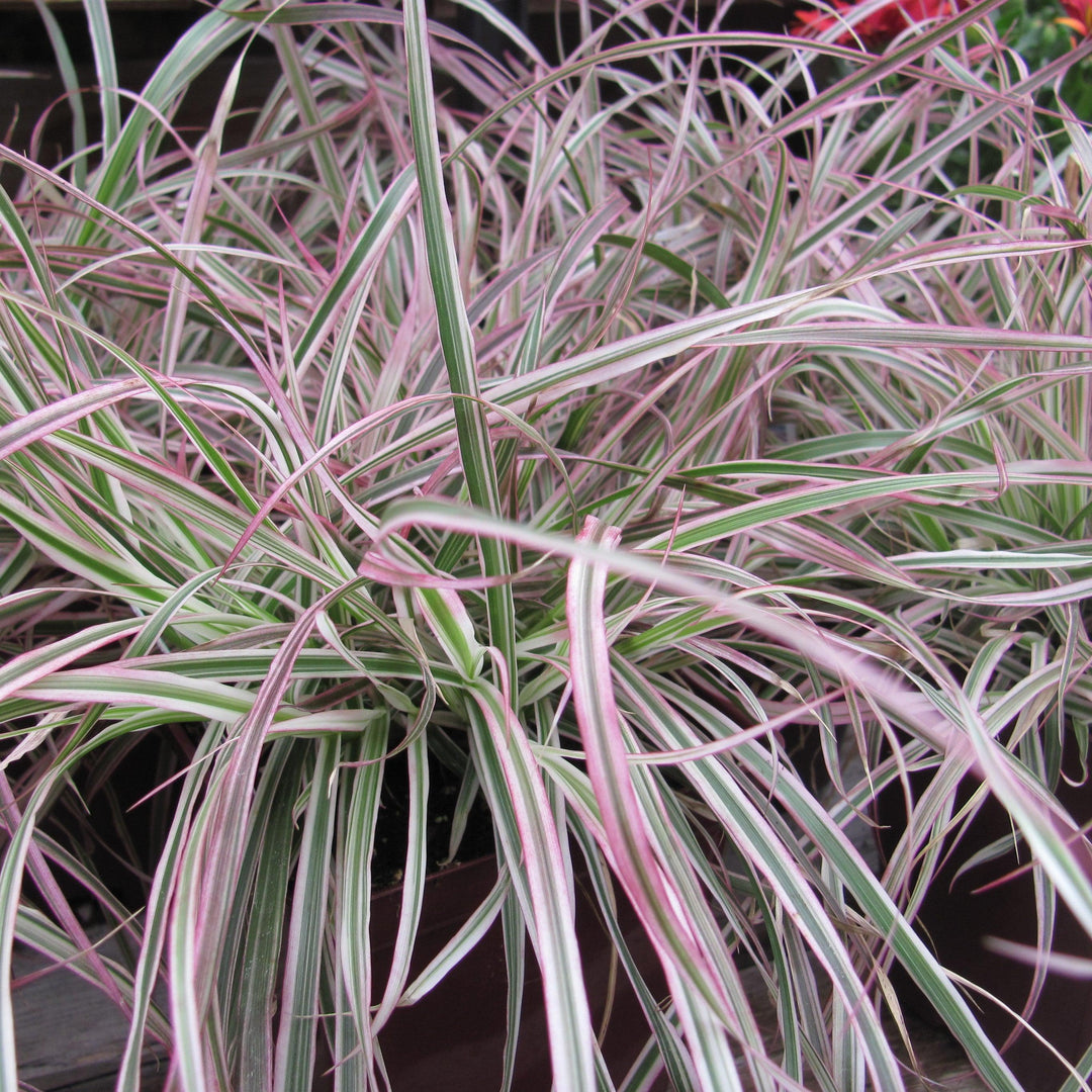 Pennisetum setaceum 'Cherry Sparkler' ~ Cherry Sparkler Pennisteum, Fountain Grass-ServeScape