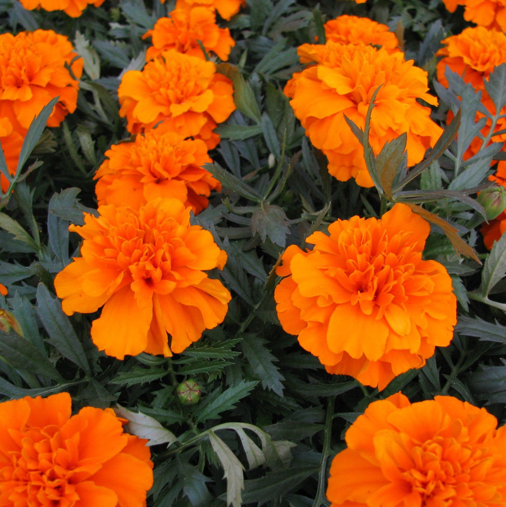Tagetes patula 'PAS1220004' ~ Bonanza™ Deep Orange French Marigold-ServeScape