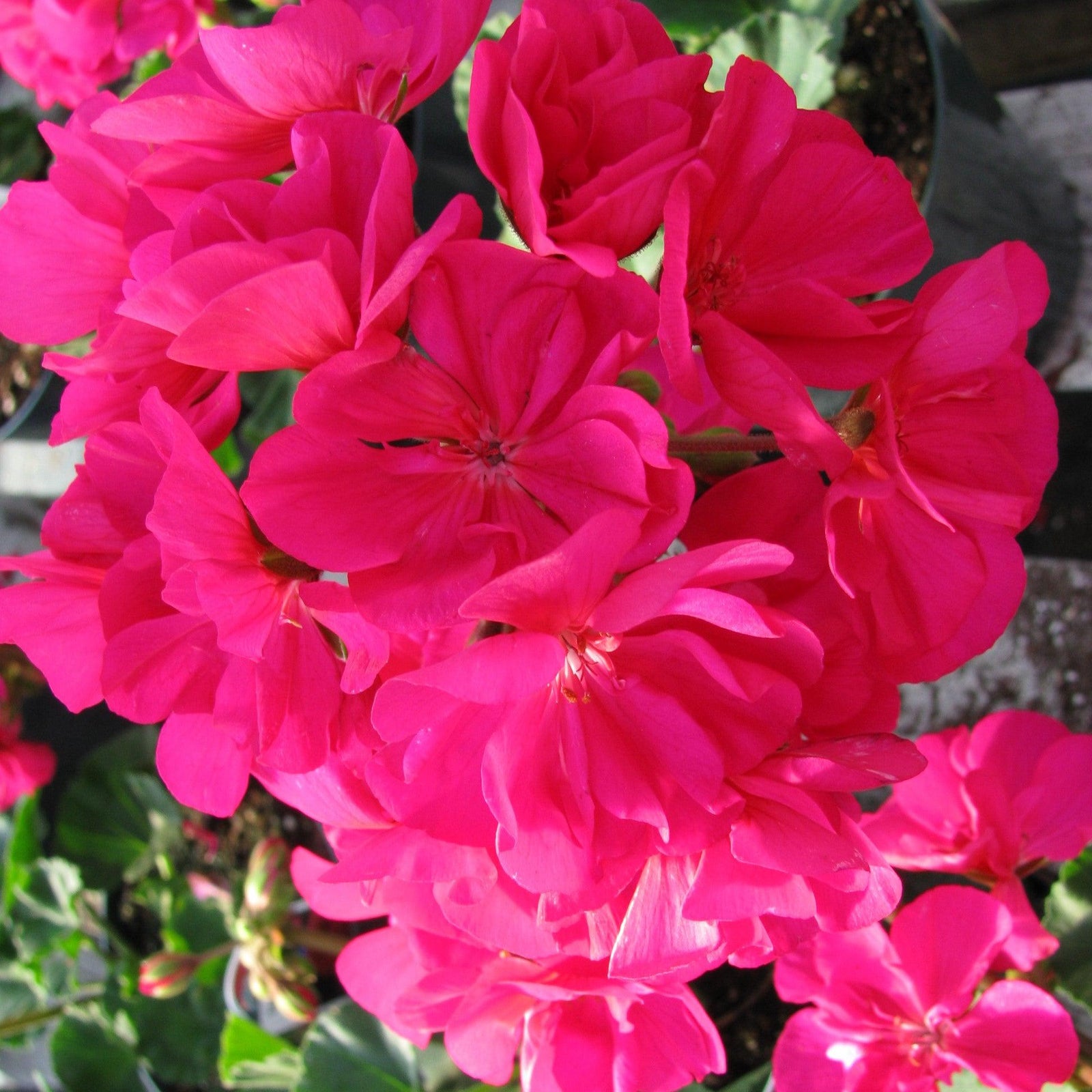 Pelargonium zonal 'Tango Violet' ~ Tango™ Violet Zonal Geranium-ServeScape