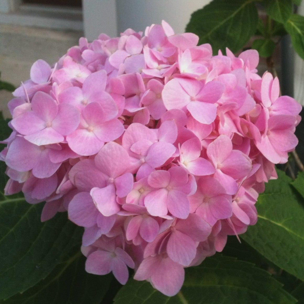 Hydrangea macrophylla 'Bailmer’ ~ Endless Summer® The Original Hydrangea-ServeScape