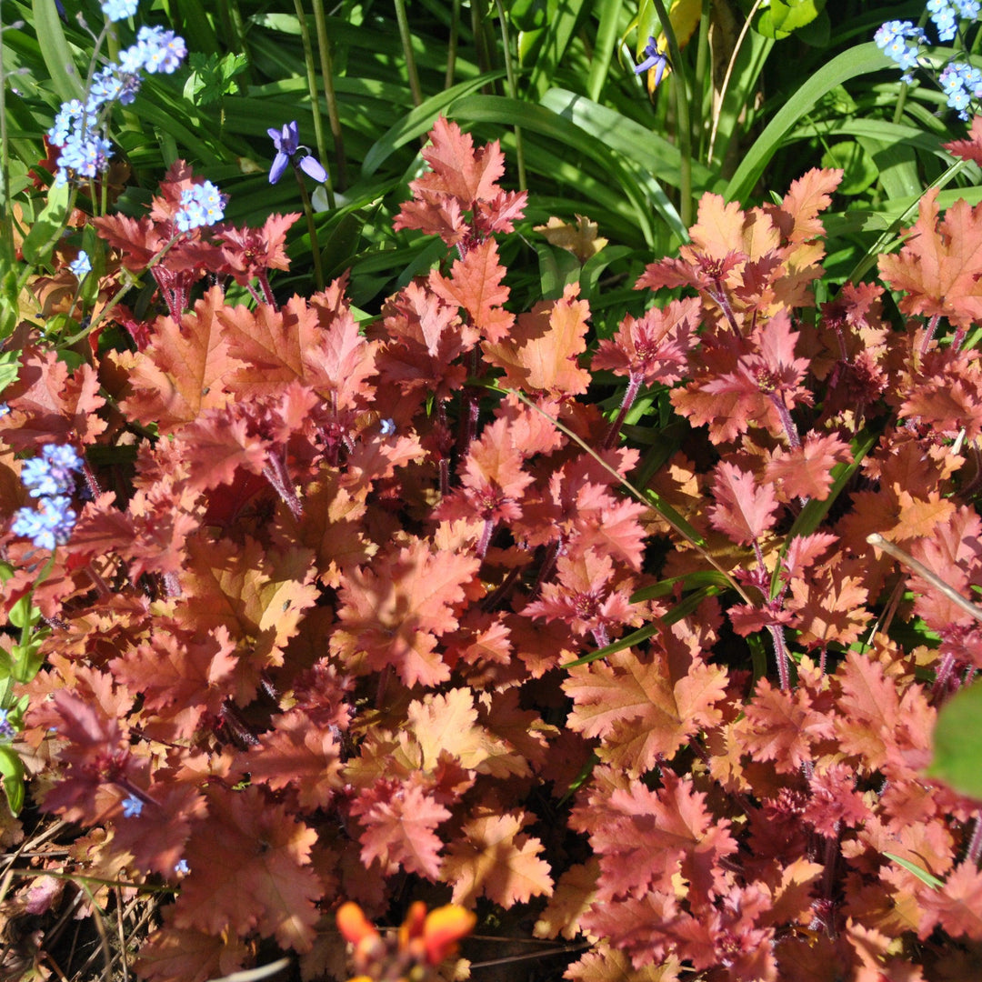 Heuchera 'Caramel' PP16,560 ~ Caramel Coral Bells, Heuchera-ServeScape