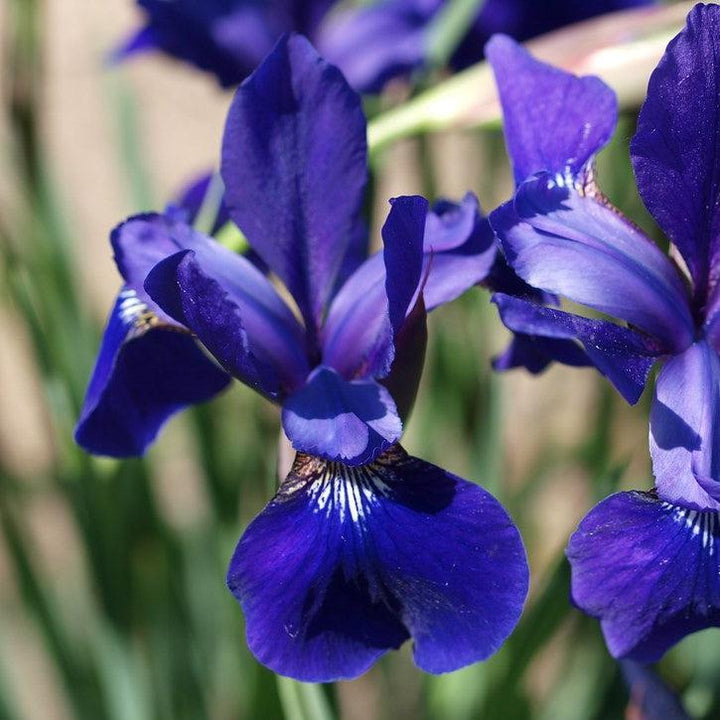 Iris sibirica Caesar's Brother ~ 'Caesar's Brother' Siberian Iris-ServeScape