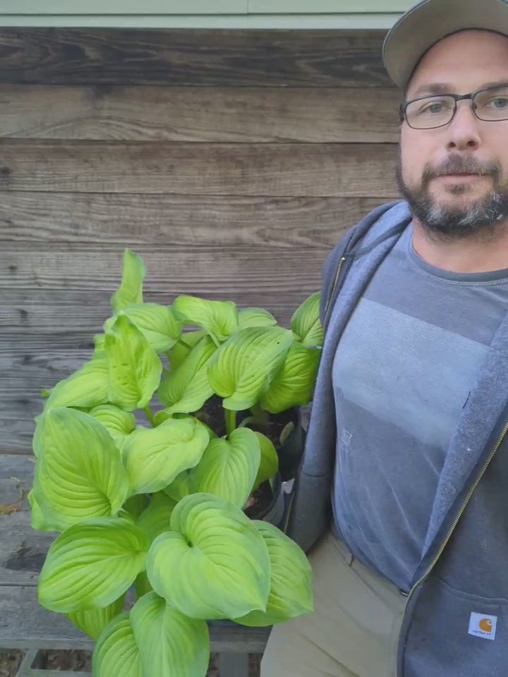 Hosta 'Guacamole' ~ Guacamole Hosta