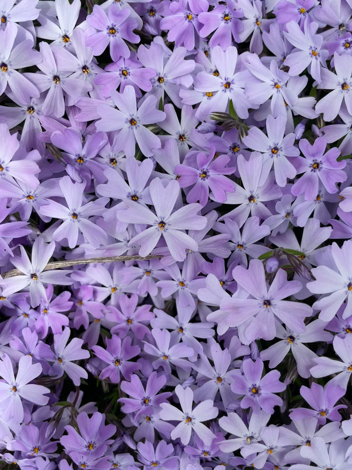 Phlox subulata ~ Creeping Phlox, Blue