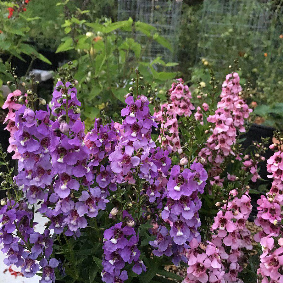 Angelonia angustifolia 'Serenita Mix ~ Serenita® Mix Summer Snapdragon-ServeScape