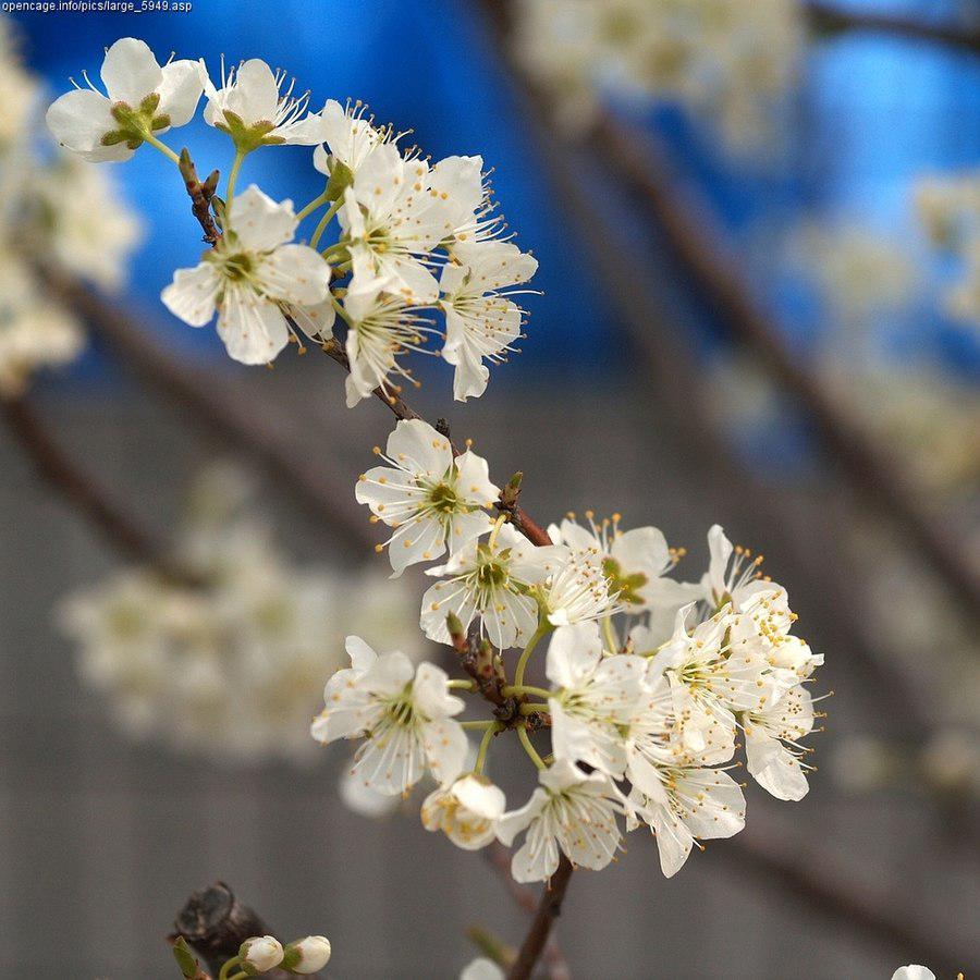Prunus salicina 'Au Rubrum' ~ Au Rubrum Plum-ServeScape