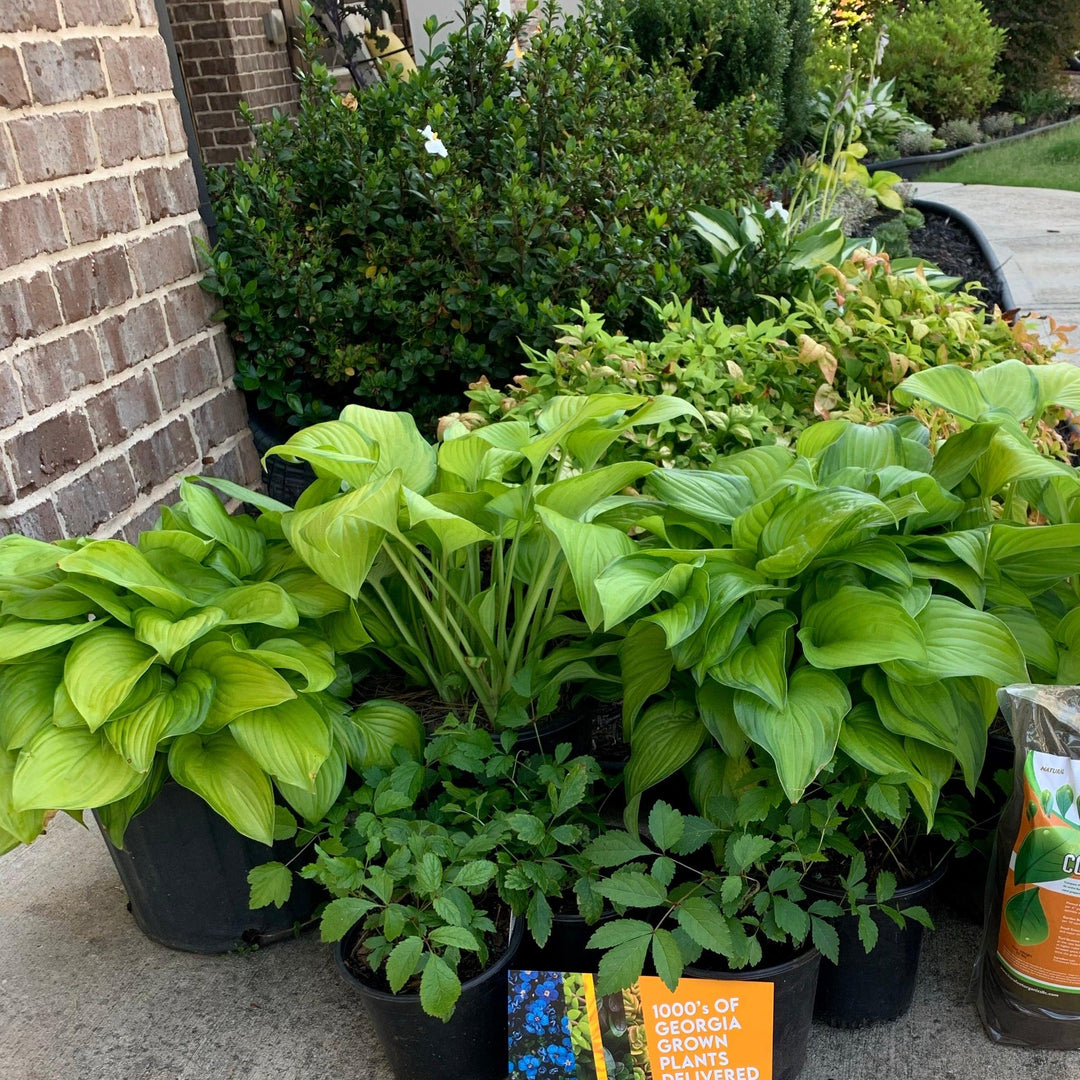 Hosta 'Guacamole' ~ Guacamole Hosta-ServeScape