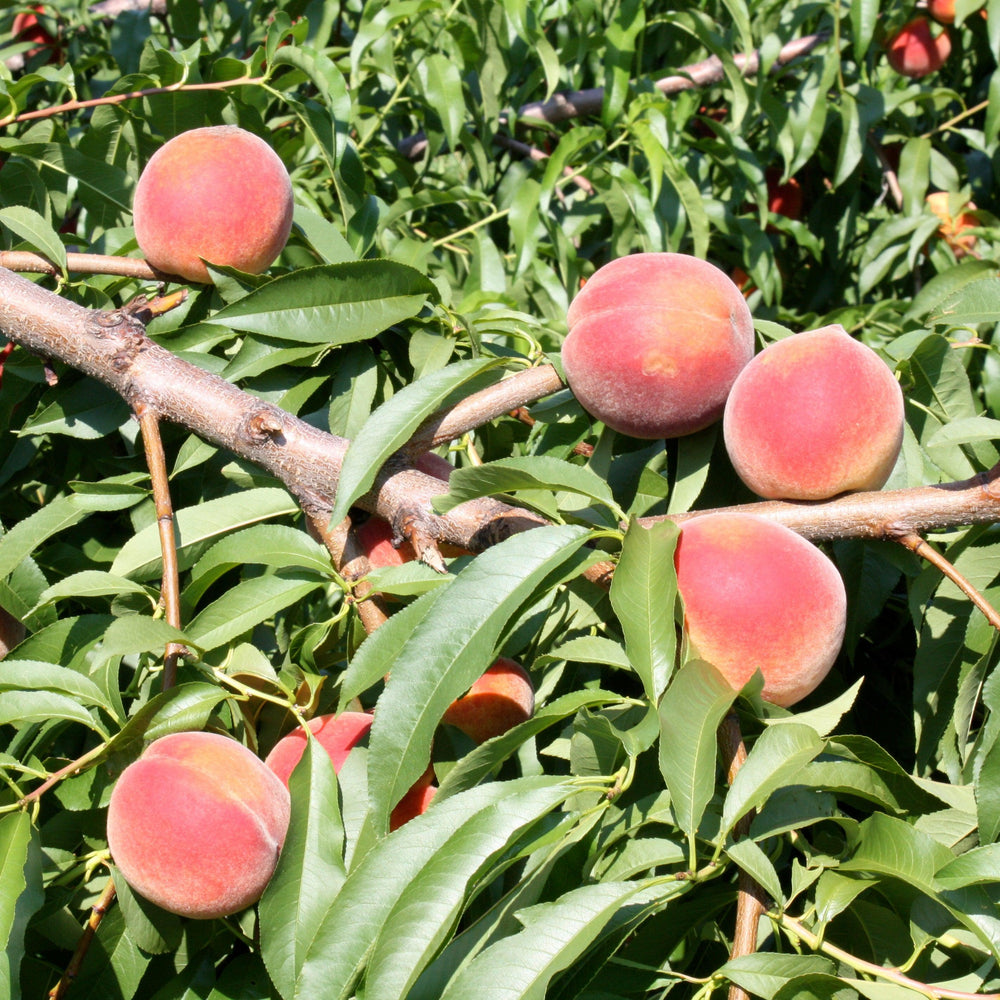 Prunus persica 'Florida King' ~ Florida King Peach-ServeScape