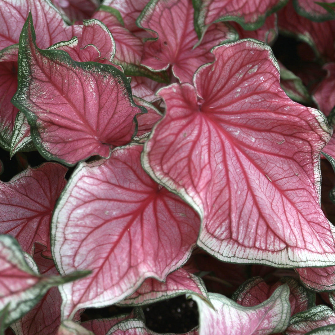 Caladium 'Florida Sweetheart' ~ Florida Sweetheart Caladium-ServeScape