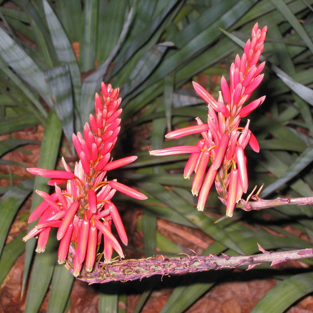Aloe 'Safari Rose ~ Safari Rose Aloe-ServeScape
