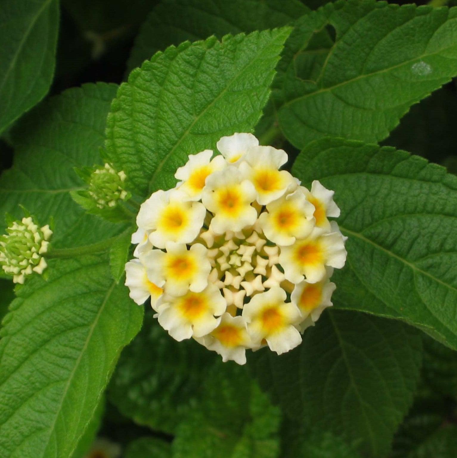 Lantana camara 'Premier Mix' ~ Premier Mix Lantana-ServeScape