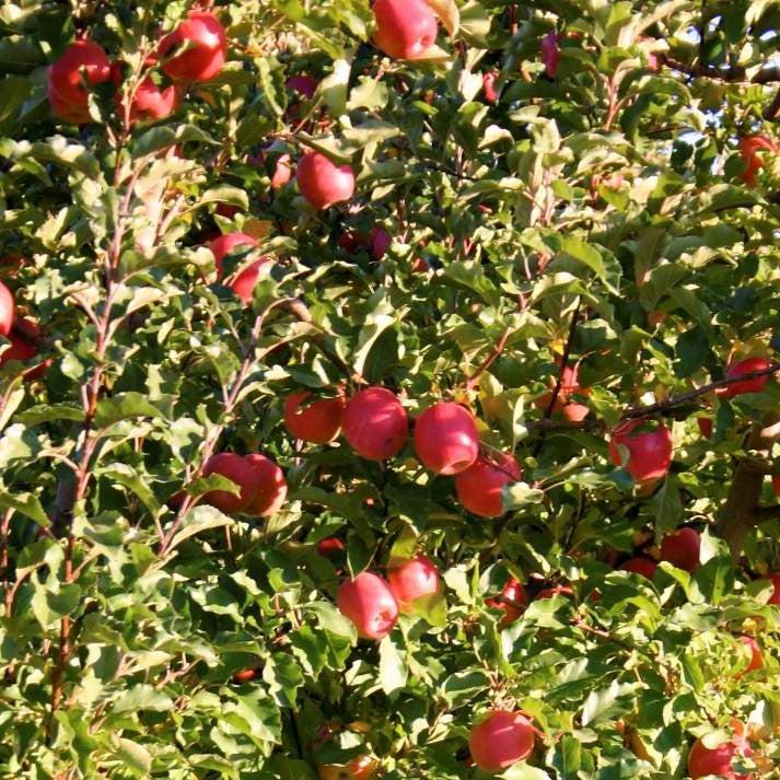 Malus 'Cripps Pink' ~ Pink Lady® Apple-ServeScape