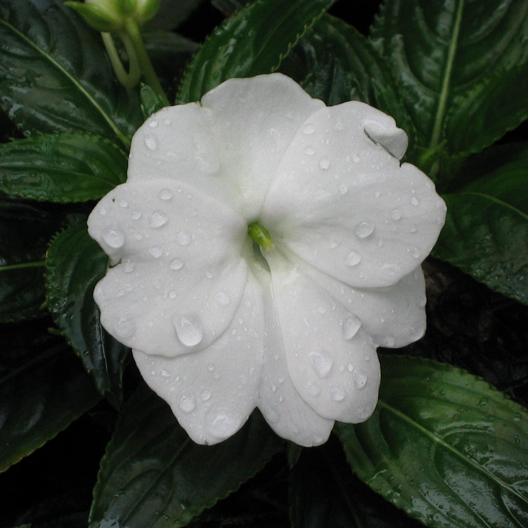 Impatiens hawkeri 'Petticoat White' ~ Petticoat® White Impatiens-ServeScape