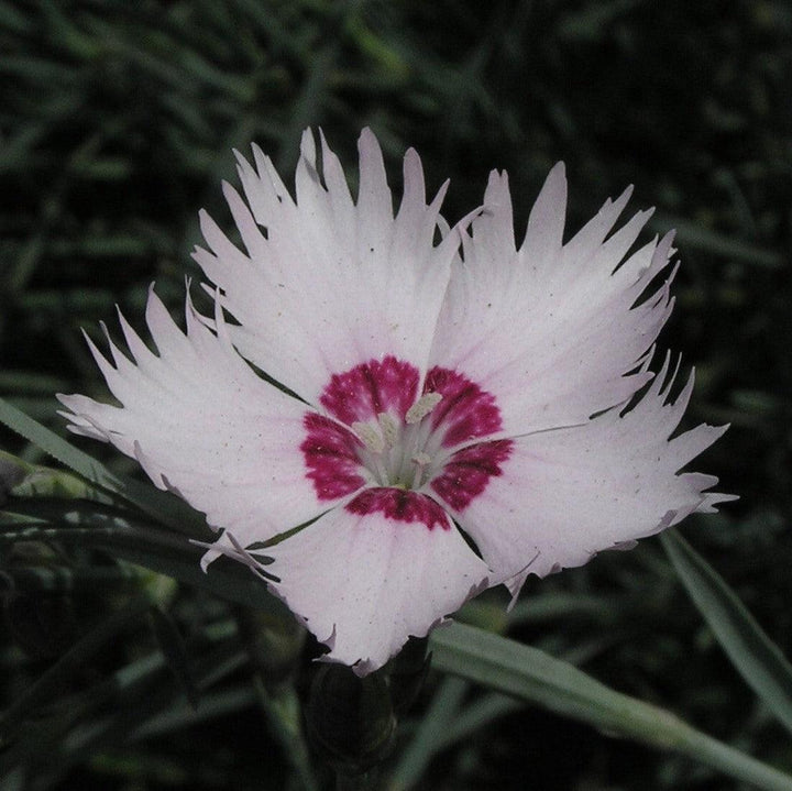 Dianthus hybrida 'WP13 GIL05' PP #26,776 ~ Whetman Stars™ Stargazer Dianthus-ServeScape