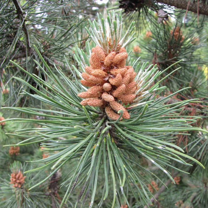 Pinus mugo var. Pumilio ~ Dwarf Mugo Pine-ServeScape
