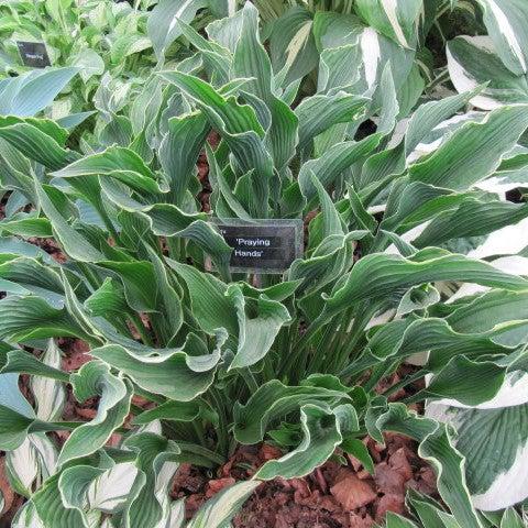 Hosta 'Praying Hands' ~ Praying Hands Hosta-ServeScape
