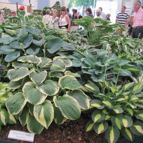 Hosta ~ Hosta, Plantain Lily-ServeScape