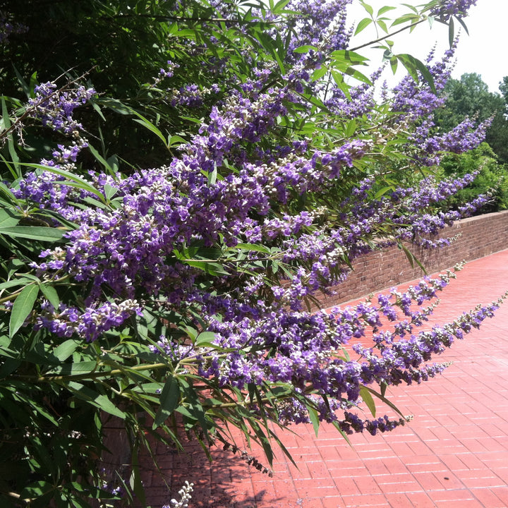 Vitex agnus-castus 'Shoal Creek’ ~ Shoal Creek Chaste Tree-ServeScape