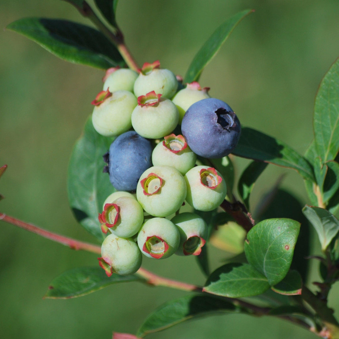 Vaccinium ashei 'Ochlockonee' PP17300 ~ Downhome Harvest® For Heaven's Sake® Blueberry-ServeScape