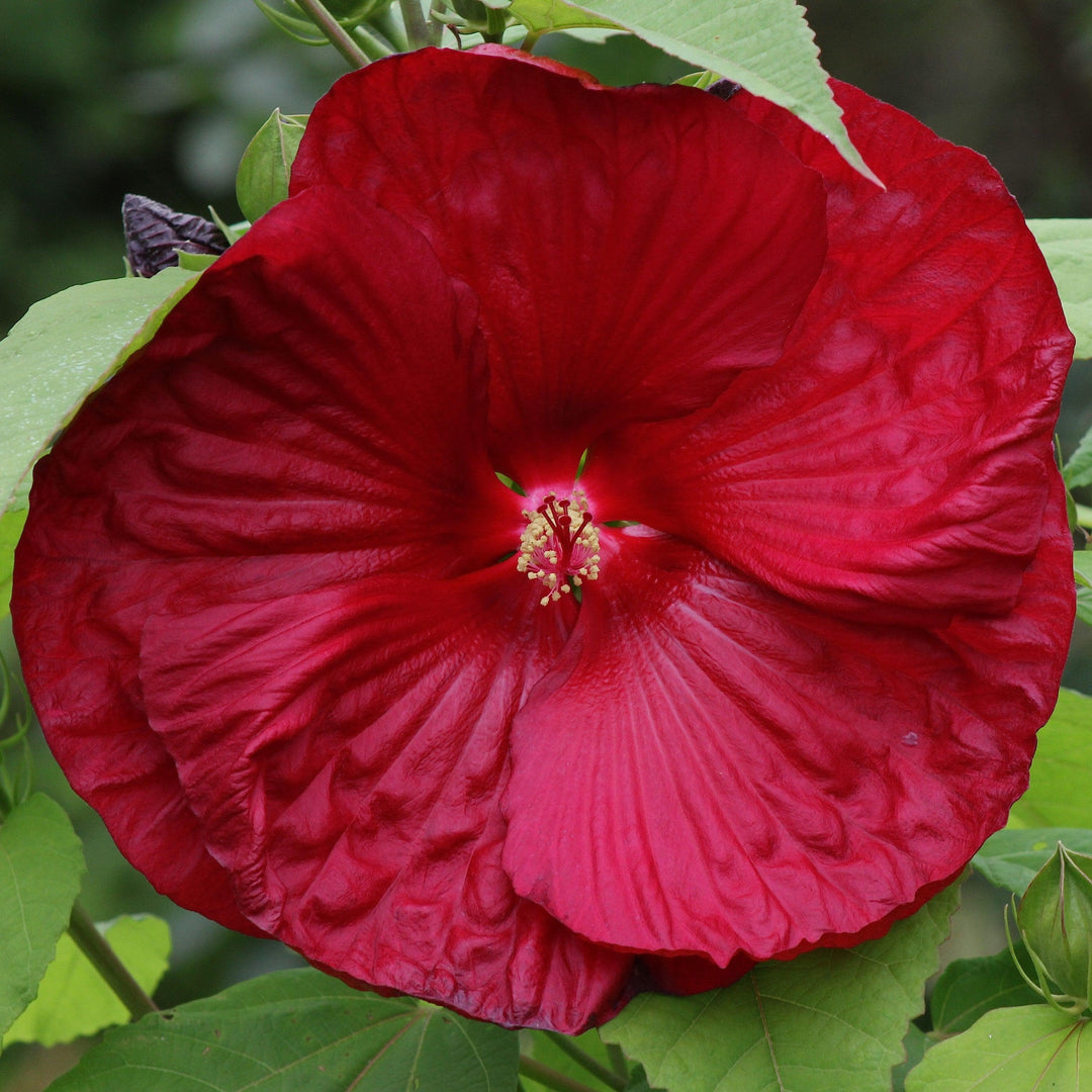 Hibiscus moscheutos 'Cocker' ~ Cristi™ Hibiscus-ServeScape