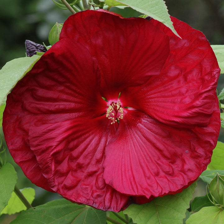 Hibiscus moscheutos 'Cocker' ~ Cristi™ Hibiscus-ServeScape