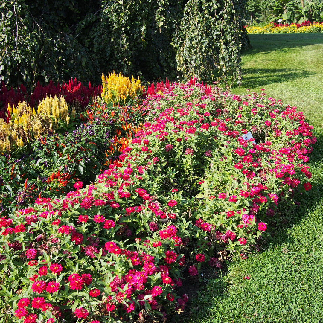 Zinnia ‘Profusion Double Hot Cherry’ ~ Profusion Double Hot Cherry Zinnia-ServeScape