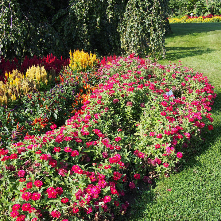 Zinnia ‘Profusion Double Hot Cherry’ ~ Profusion Double Hot Cherry Zinnia-ServeScape