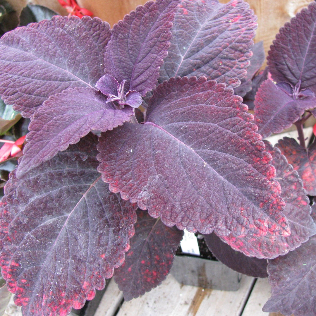 Solenostemon scutellarioides 'Mariposa’ ~ Mariposa Coleus-ServeScape