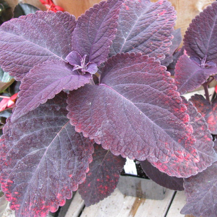 Solenostemon scutellarioides 'Mariposa’ ~ Mariposa Coleus-ServeScape