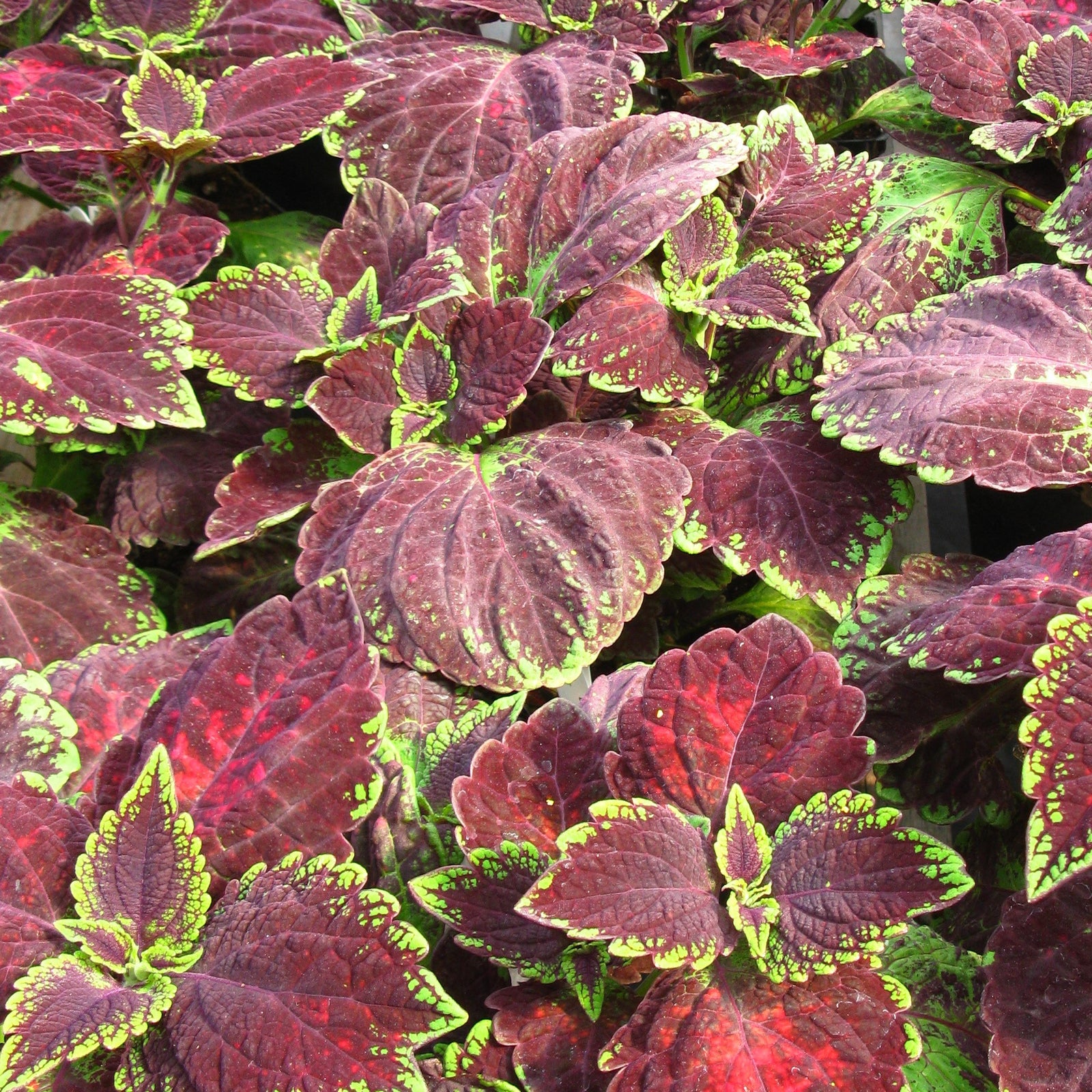 Solenostemon ‘Solar Sunrise’ ~ Solar Sunrise Coleus-ServeScape