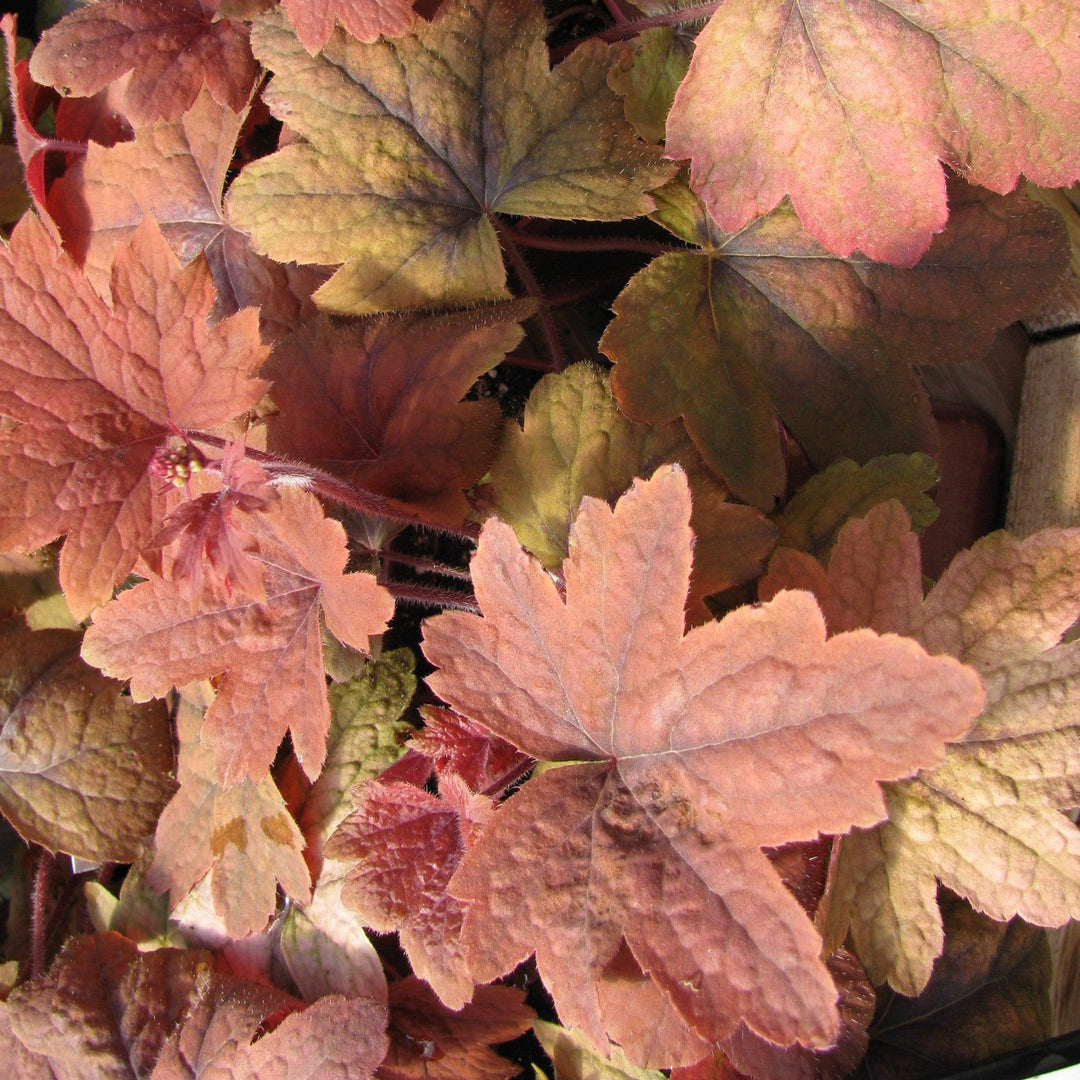 Heucherella 'Sweet Tea' ~ Sweet Tea Foamy Bells-ServeScape