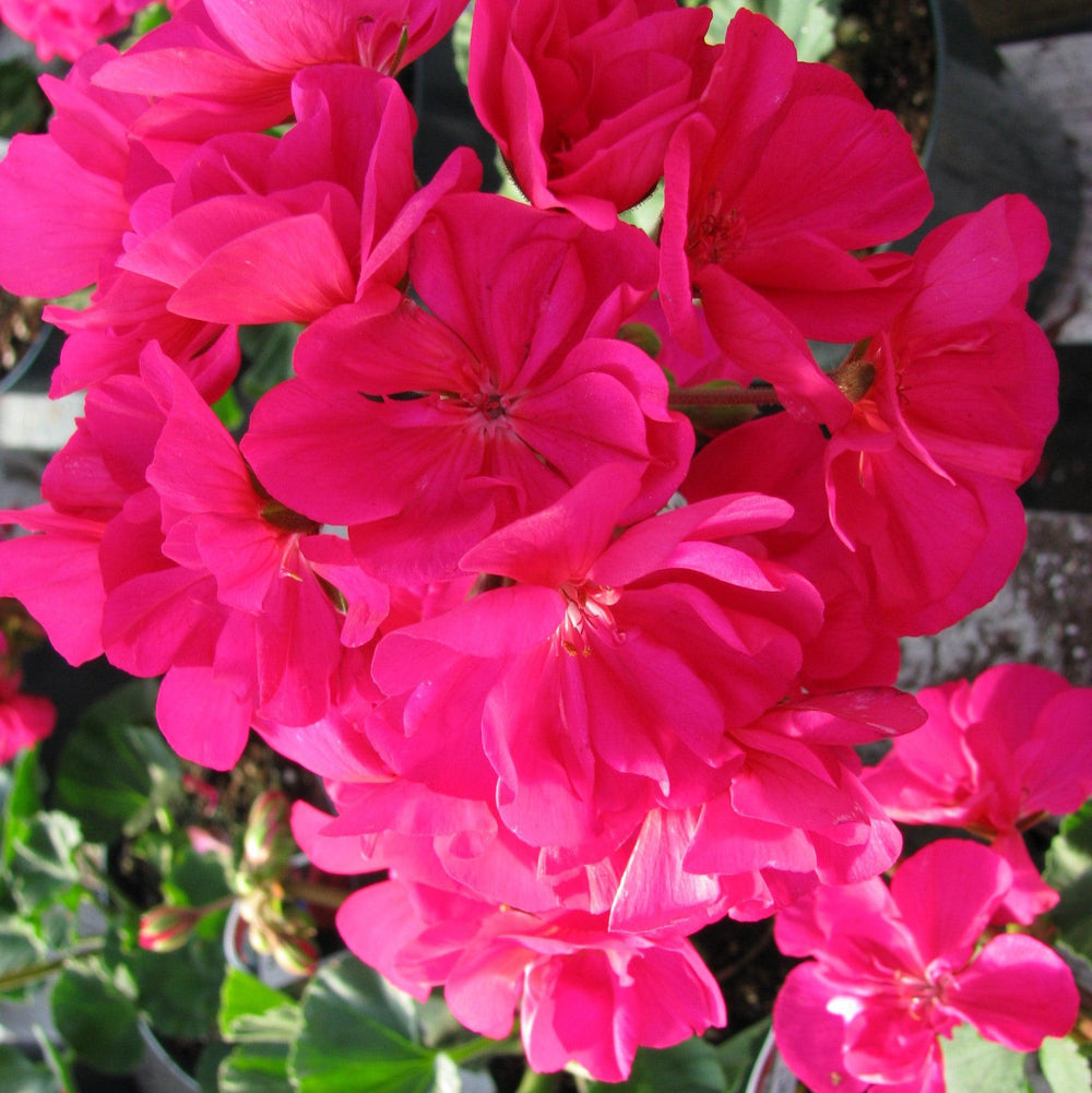 Pelargonium zonal 'Tango Violet' ~ Tango™ Violet Zonal Geranium-ServeScape