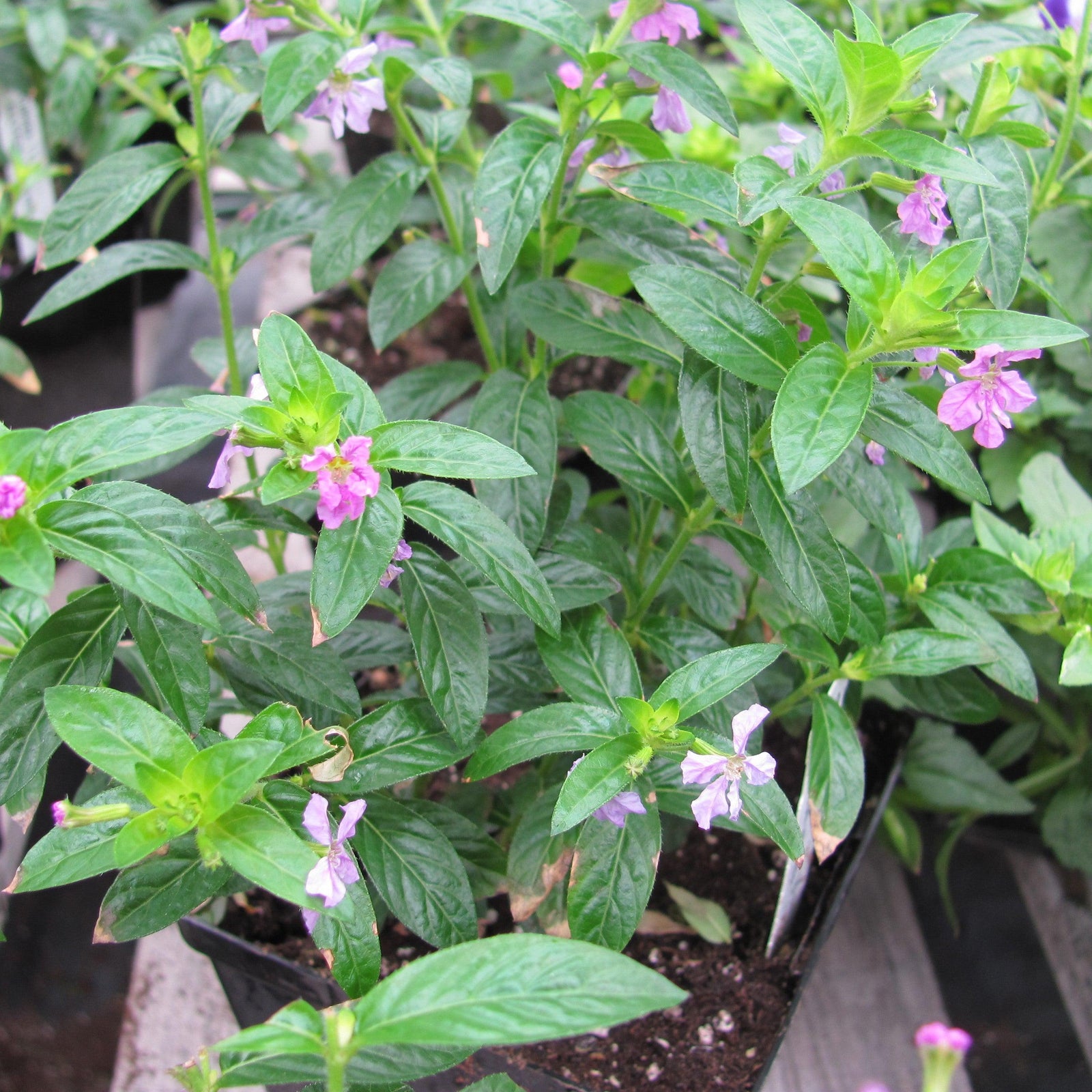 Cuphea hyssopifolia 'Allyson' ~ Allyson Mexican Heather, False Heather-ServeScape