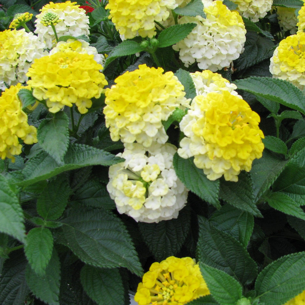 Lantana camara 'Ban Yelbic' ~ Bandana® Lemon Zest Lantana-ServeScape