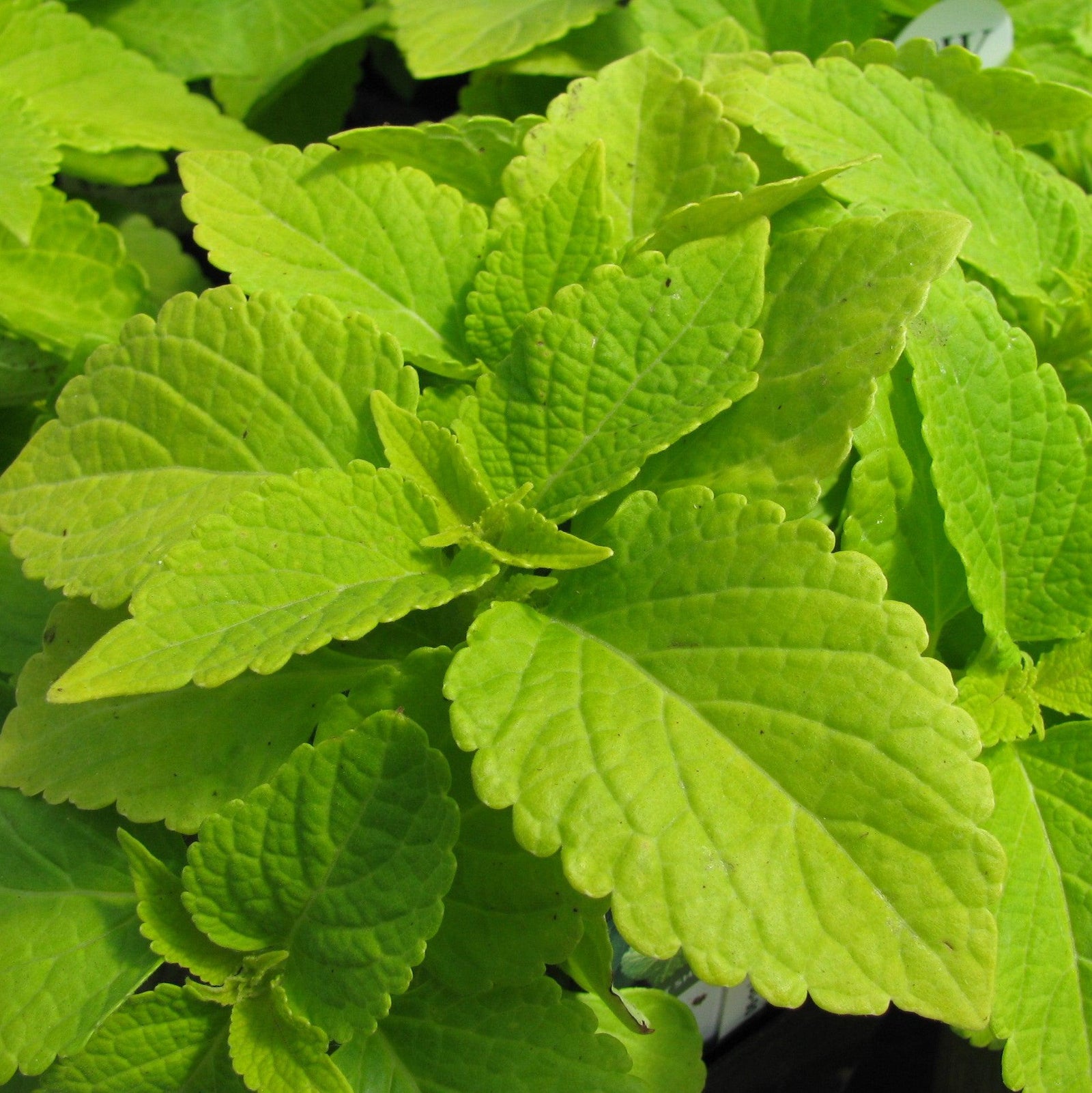 Solenostemon scutellarioides 'Lifelime’ ~ Lifelime Coleus-ServeScape